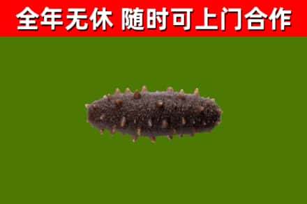沁水县烟酒回收干海参.jpg